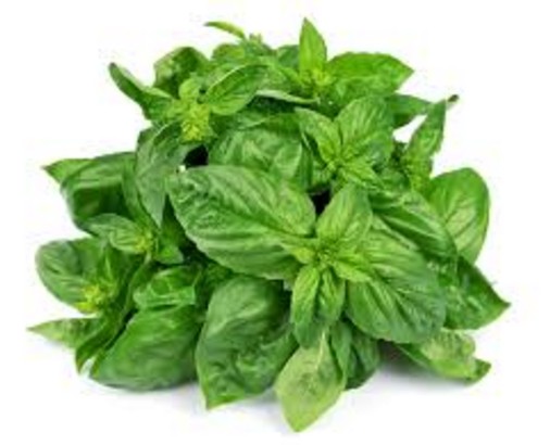 basil leaves to cure food poisoning