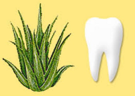 Aloe Vera For Teeth and Gums