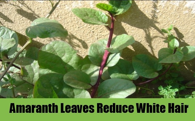 Amaranth leaves To Get Rid Of White Hairs