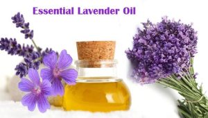 Lavender oil