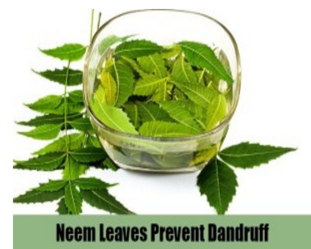  neem leaves preven tdandruff