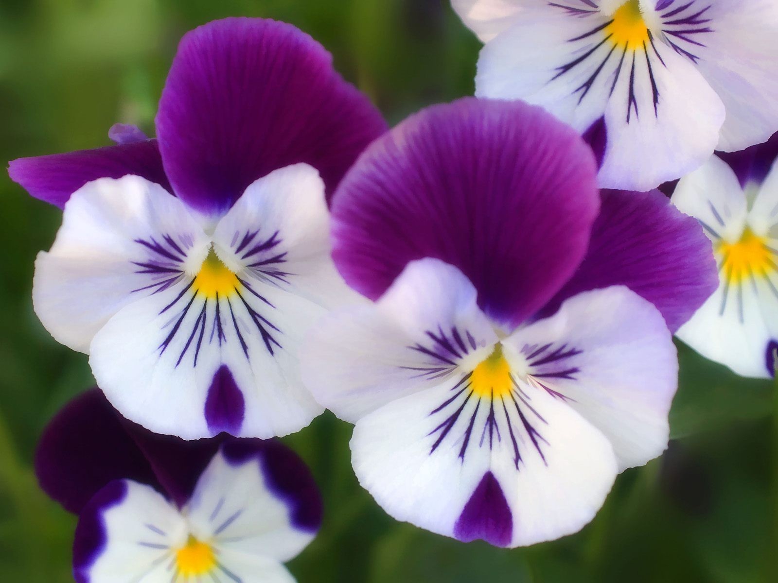 purple flower imafe