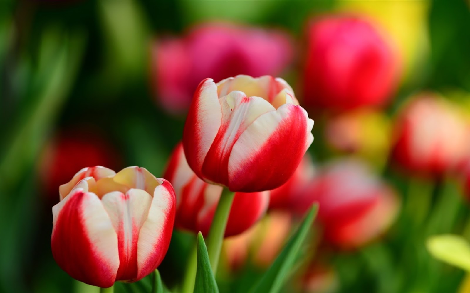 Crocuses-beautiful purple flowers-HD Wallpapers for laptop ...