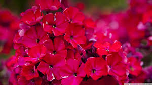 red flower photos