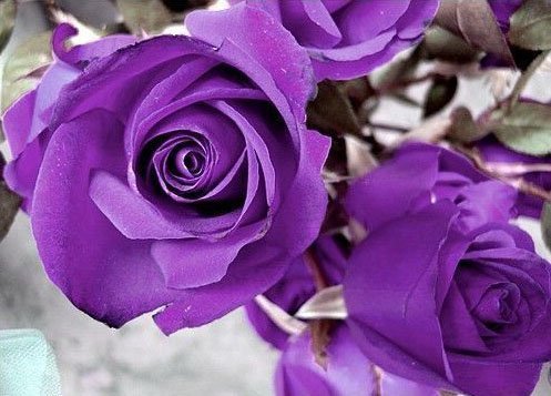 purple rose image