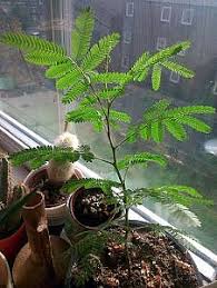 Mimosa Hostilis